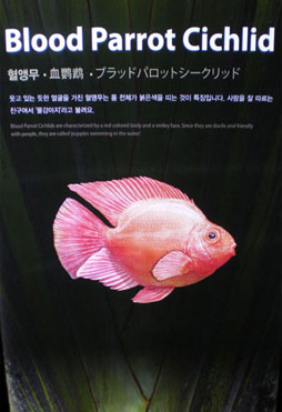 Mokpo 作品8